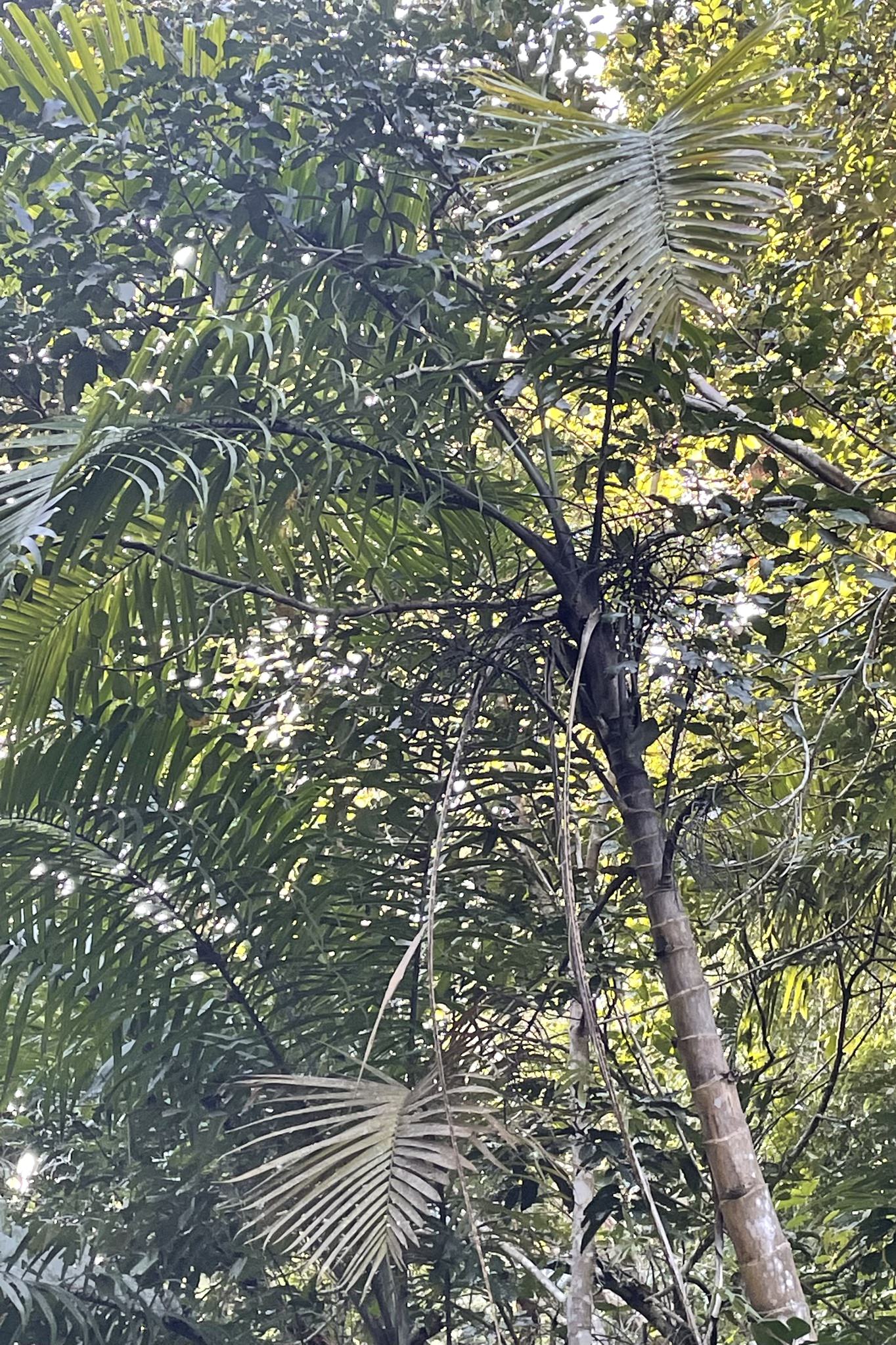 Gaussia maya